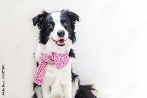 Funny studio portrait of cute smiling puppy dog border collie wearing warm clothes scarf around neck isolated on white background. Winter or autumn portrait of new lovely member of family little dog