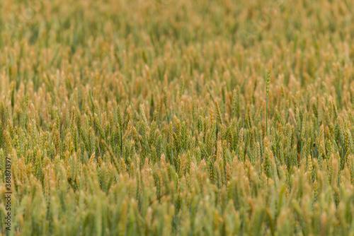 Green wheat field nature background.