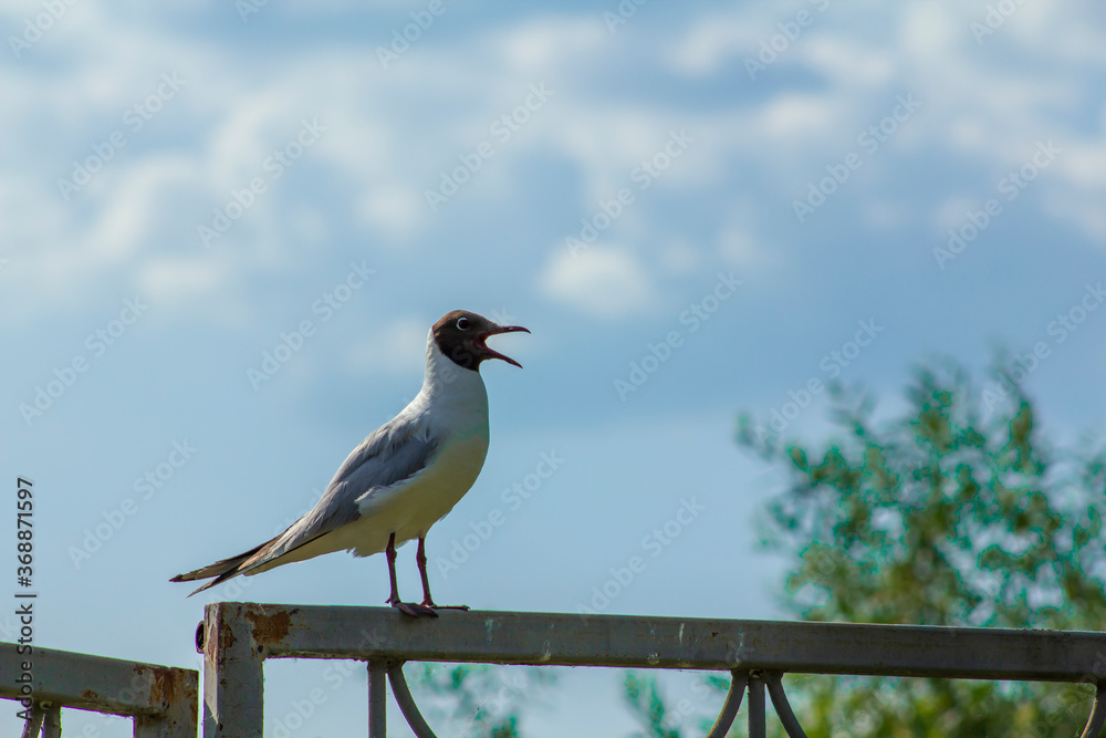 A crying seagull with an open mouth sits on the fence of the seashore.