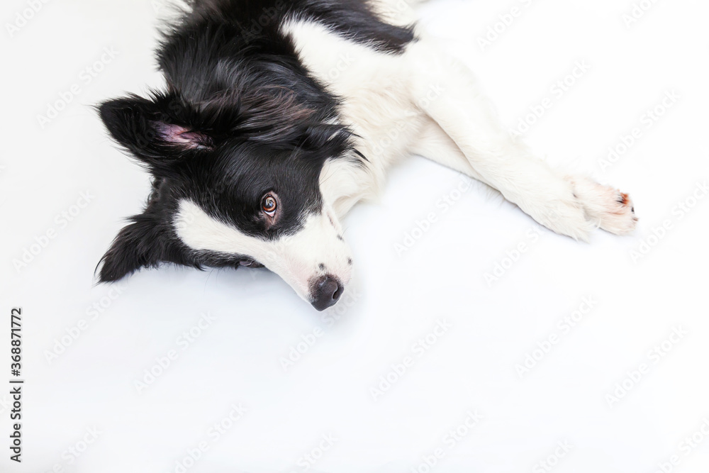 Fototapeta premium Funny studio portrait of cute smiling puppy dog border collie isolated on white background. New lovely member of family little dog gazing and waiting for reward. Funny pets animals life concept