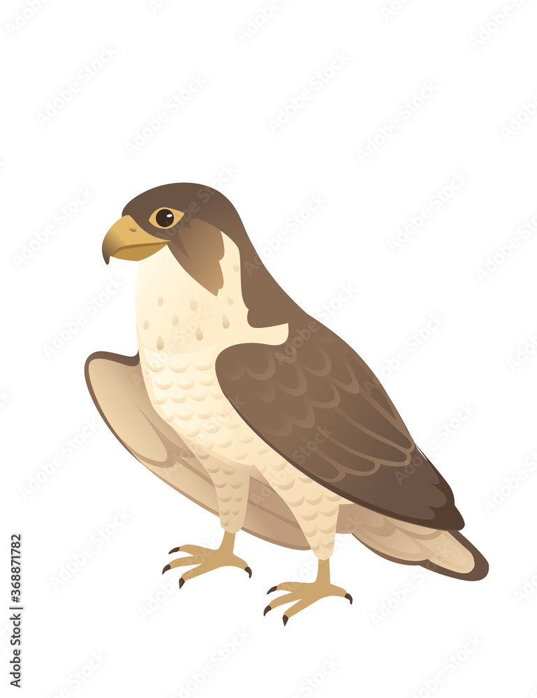 Fototapeta premium Predatory bird cute adult falcon cartoon animal design birds of prey character flat vector illustration isolated on white background
