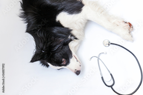 Puppy dog border collie and stethoscope isolated on white background. Little dog on reception at veterinary doctor in vet clinic. Pet health care and animals concept
