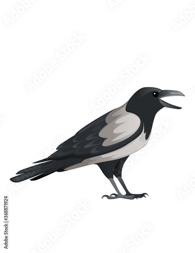 Predatory bird adult black and gray crow cartoon animal design birds of prey character flat vector illustration isolated on white background