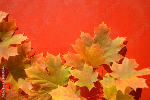 Bright autumn maple leaves on a red background with space for text. Banner  advertising. postcard.