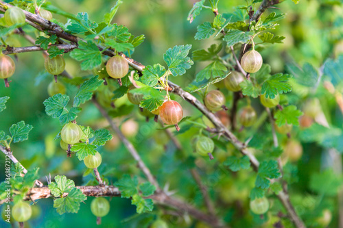 A bunch of gooseberry on the bush, close-up