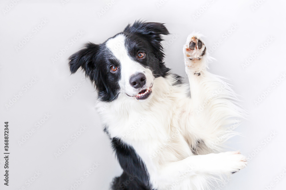 Funny studio portrait of cute smiling puppy dog border collie isolated on white background. New lovely member of family little dog gazing and waiting for reward. Funny pets animals life concept