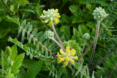 Canvas Print The astragalus flowers (Astragalus dasyanthus) among meadow vegetation in morning dew