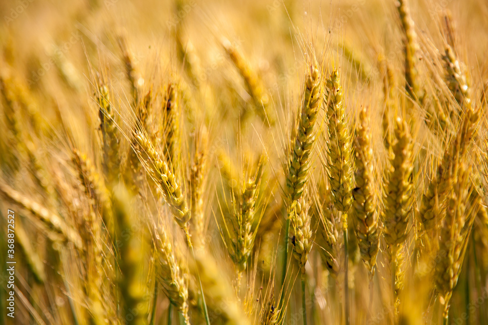 bearded wheat backlit and ready for harvest bearded wheat backlit and ready for harvest