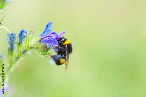 Eine dunkle Erdhummel an blauer Natternkopf Blüte, Bombus terrestris, Echium vulgare