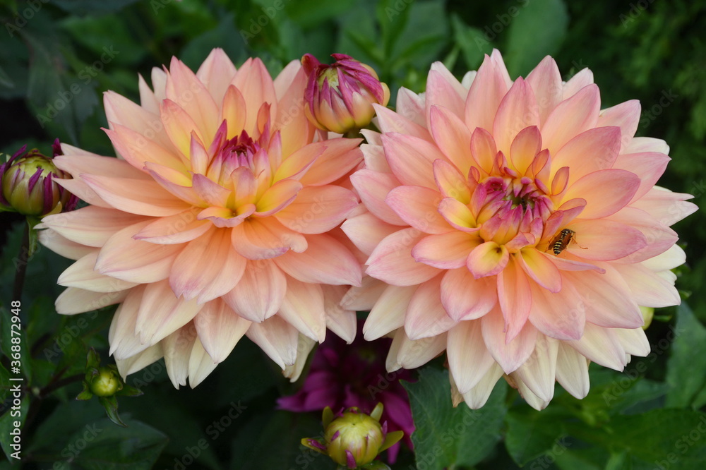 The opened tender pink flowers and dahlia buds are beautiful.