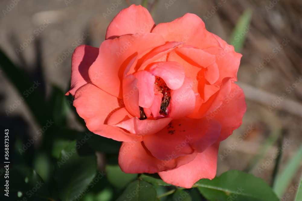 A bee collects pollen from a pink rose. A bee collects pollen from a pink rose.