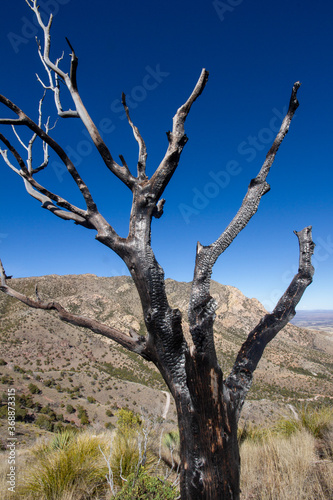 dead burnt tree in the desert