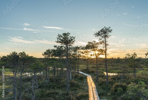 Sunrise rose-pink light in raised bog. Kakerdaja raised bog wetland in Estonia. Wooden path in wetland. Golden glow in the skies. Clouds resembling tire pattern. Poor pines (Pinus Sylvestris).