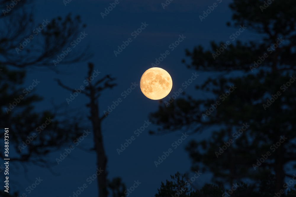 Full Moon in black night sky, only natural satellite of the Earth. Visible craters and surface of the planet. Bog landscape, trees and hollows Full Moon in black night sky, only natural satellite of the Earth. Visible craters and surface of the planet. Bog landscape, trees and hollows