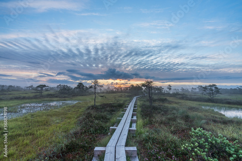 Wooden path in Kakerdaja raised bog wetland. Sunrise golden glow in the skies. Clouds resembling tire pattern. Pines (Pinus Sylvetris) trees around.