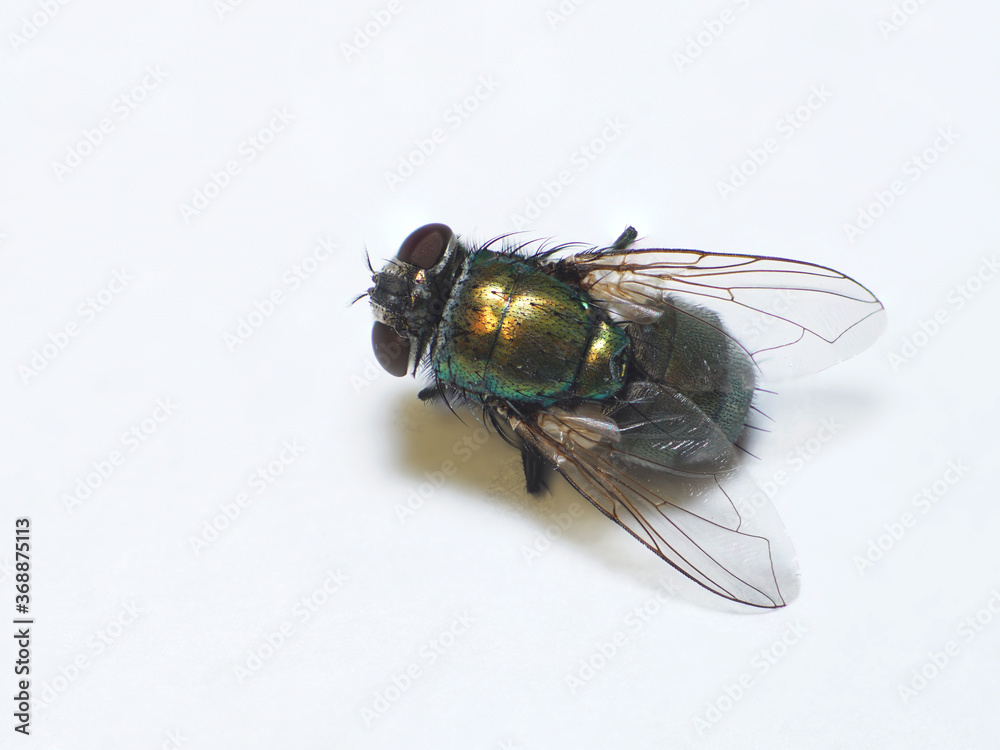 Low angle macro of a common house fly Low angle macro of a common house fly