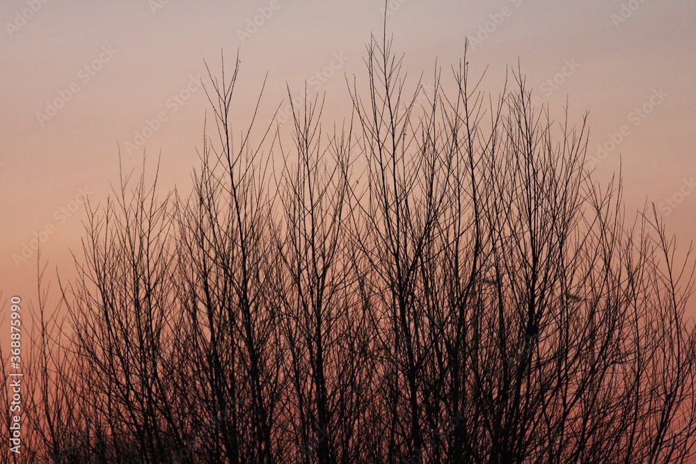 Fototapeta premium sunset on the lake