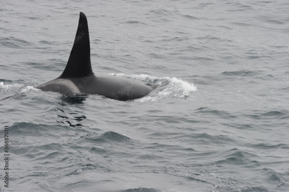 The orca or killer whale (Orcinus orca) The orca or killer whale (Orcinus orca)