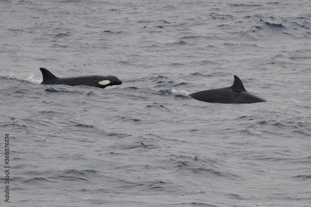 Fototapeta premium The orca or killer whale (Orcinus orca) 