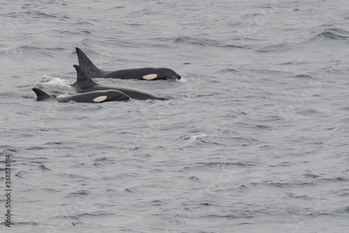 The orca or killer whale  Orcinus orca  