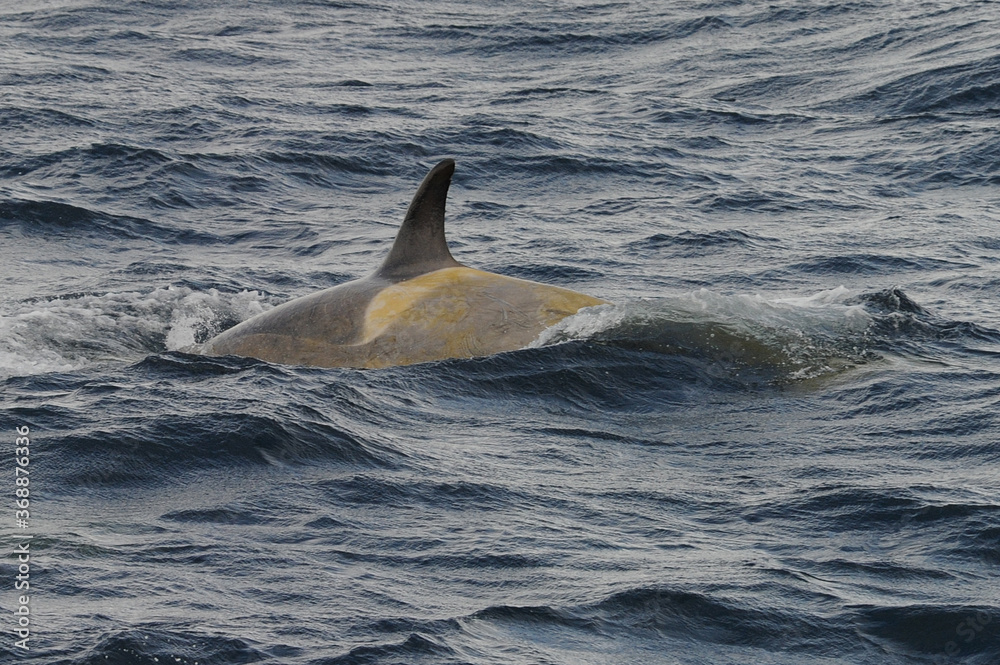 Naklejka premium The orca or killer whale (Orcinus orca)