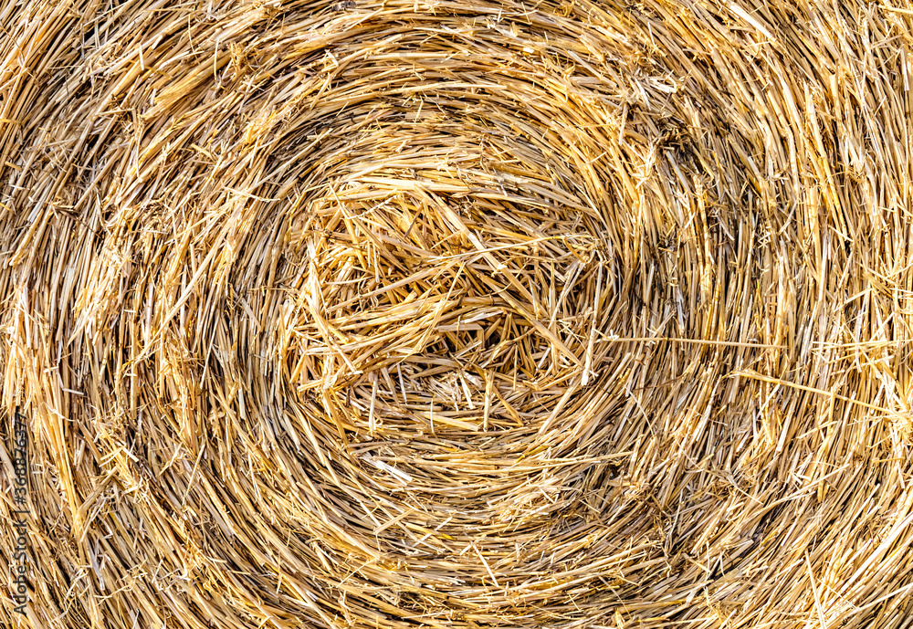 Close up of large round cylindrical straw or hay bale . Straw used as biofuel, biogas, animal feed, construction material. Straw bale background. Close up of large round cylindrical straw or hay bale . Straw used as biofuel, biogas, animal feed, construction material. Straw bale background.