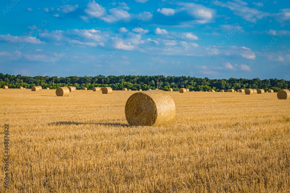 Large round cylindrical straw or hay bales in countryside on yellow wheat field in summer or autumn after harvesting on sunny day. Straw used as biofuel, biogas, animal feed, construction material.