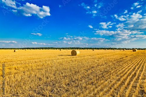 Large round cylindrical straw or hay bales in countryside on yellow wheat field in summer or autumn after harvesting on sunny day. Straw used as biofuel, biogas, animal feed, construction material.