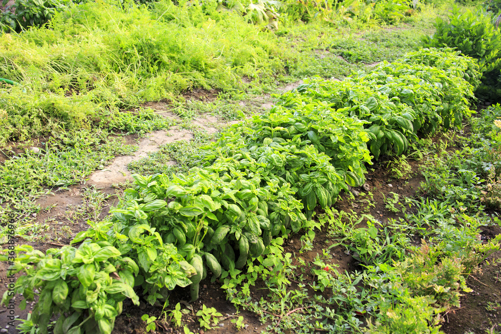 On a farm at Lake Bolsena. Vegetables, olive trees, fruits, tomatoes, melons, On a farm at Lake Bolsena. Vegetables, olive trees, fruits, tomatoes, melons,
