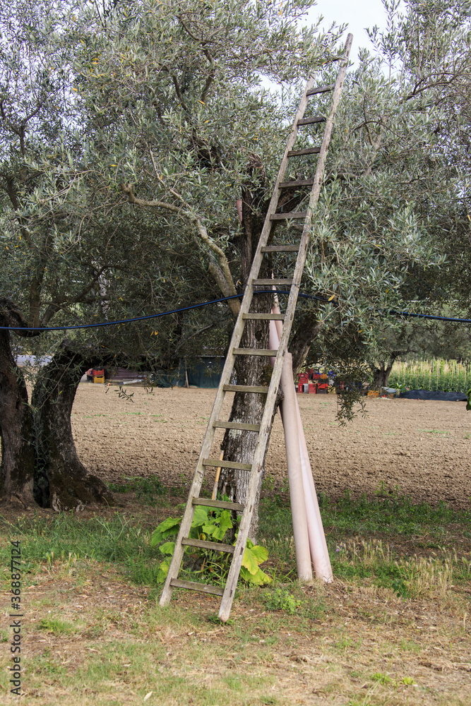 On a farm at Lake Bolsena. Vegetables, olive trees, fruits, tomatoes, melons, On a farm at Lake Bolsena. Vegetables, olive trees, fruits, tomatoes, melons,