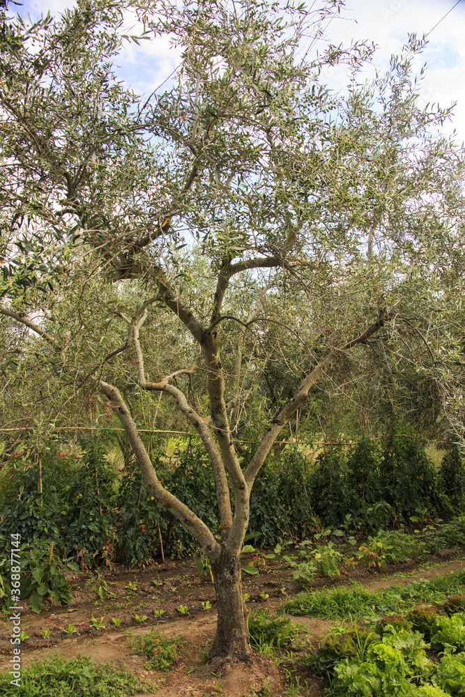 On a farm at Lake Bolsena. Vegetables, olive trees, fruits, tomatoes, melons,