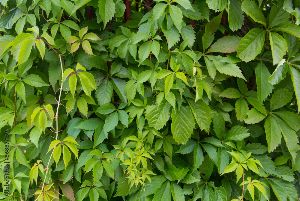 Background of green leaves. Green hedge. Background of green leaves. Hedgerow. Climbing plant. Background of green leaves. Green hedge. Background of green leaves. Hedgerow. Climbing plant.