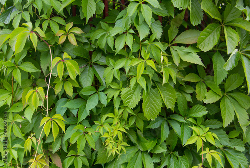 Wallpaper Mural Background of green leaves. Green hedge. Background of green leaves. Hedgerow. Climbing plant. Torontodigital.ca