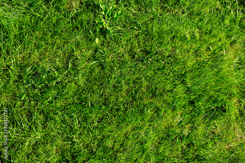 Top view of the lush green grass growing on the ground
