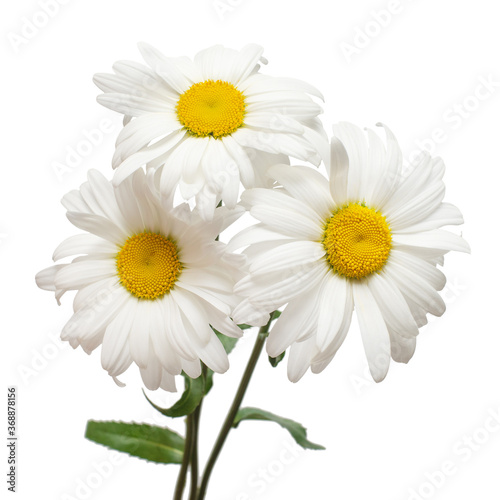 Three white daisy head flower isolated on white background. Flat lay, top view. Floral pattern, object