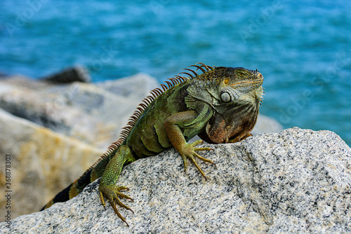 Iguana green iguana lizard. Wildlife and nature, marine Iguana.