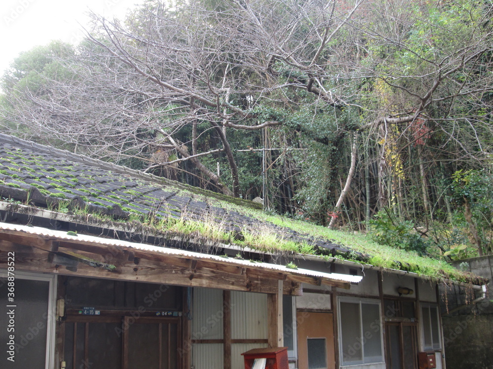 屋根に草が生えた家 Stock 写真 Adobe Stock