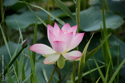 nature pond flower rain lotus green Beautiful