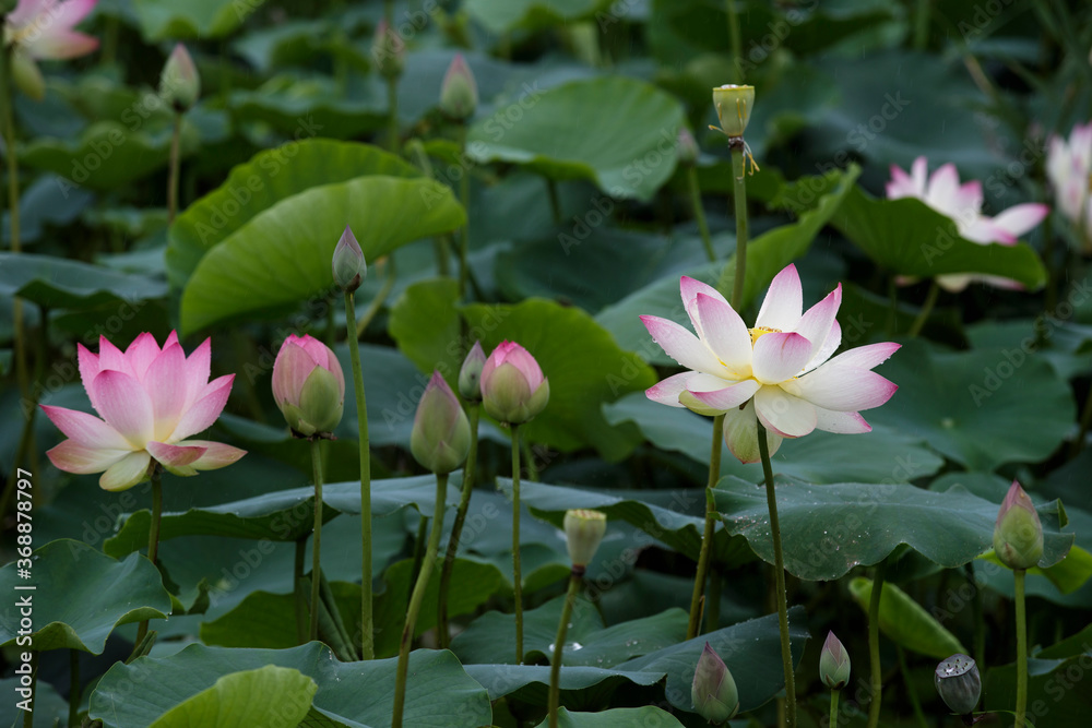 nature pond flower rain lotus green Beautiful nature pond flower rain lotus green Beautiful