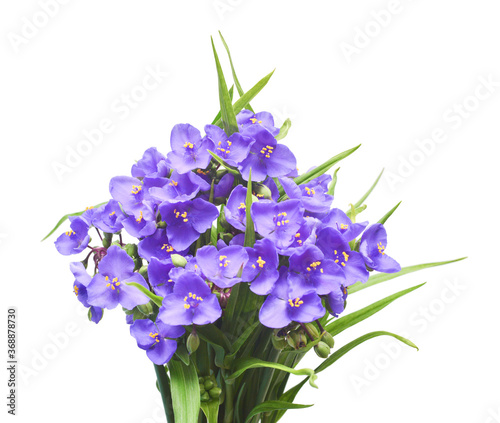 Tradescantia flowers delicate bouqet with leaves isolated on white background. Floral pattern  object. Flat lay  top view