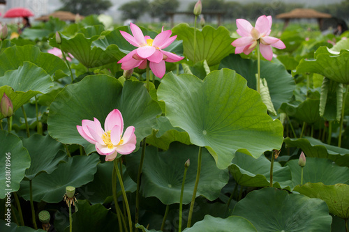 nature pond flower rain lotus green Beautiful