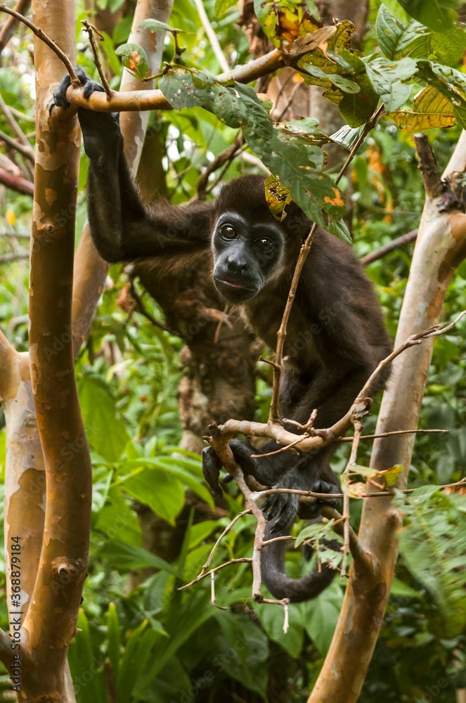 Naklejka premium portrait of a monkey on a tree