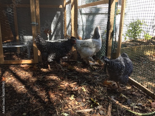 Chickens raised in the back yard