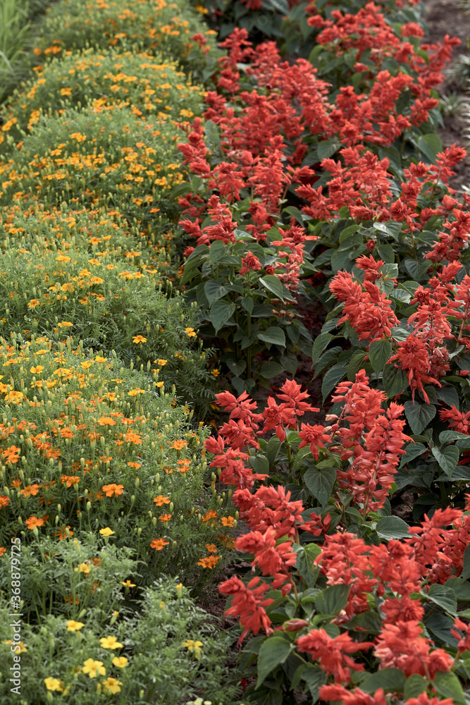 Salvia splendens and marigold grows in the front garden. Beautiful flowers in bloom. Wallpaper image. Warm colors. Selective focus.