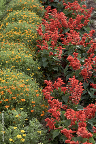 Salvia splendens and marigold grows in the front garden. Beautiful flowers in bloom. Wallpaper image. Warm colors. Selective focus.