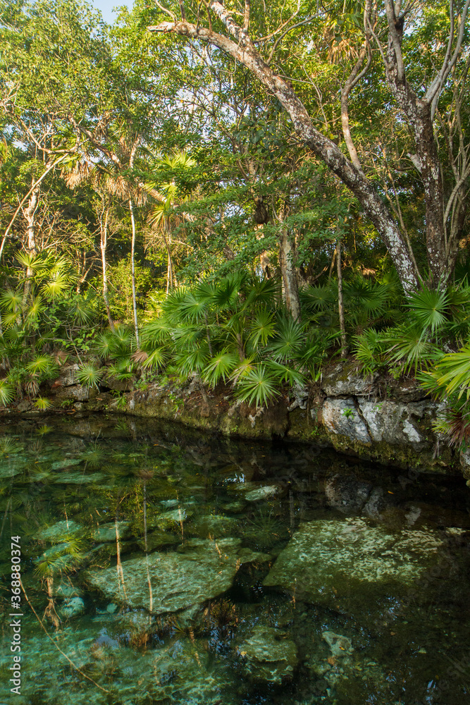 Vertical photo. Tropical paradise. Natural texture. Emerald color water cenote in the jungle. Natural pond with transparent water and rocks in the bed, surrounded by the rainforest trees foliage. Vertical photo. Tropical paradise. Natural texture. Emerald color water cenote in the jungle. Natural pond with transparent water and rocks in the bed, surrounded by the rainforest trees foliage.