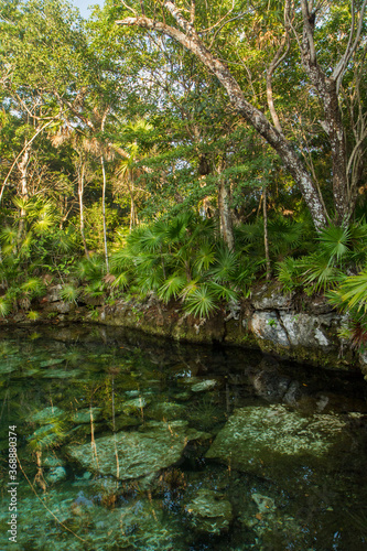 Vertical photo. Tropical paradise. Natural texture. Emerald color water cenote in the jungle. Natural pond with transparent water and rocks in the bed, surrounded by the rainforest trees foliage.