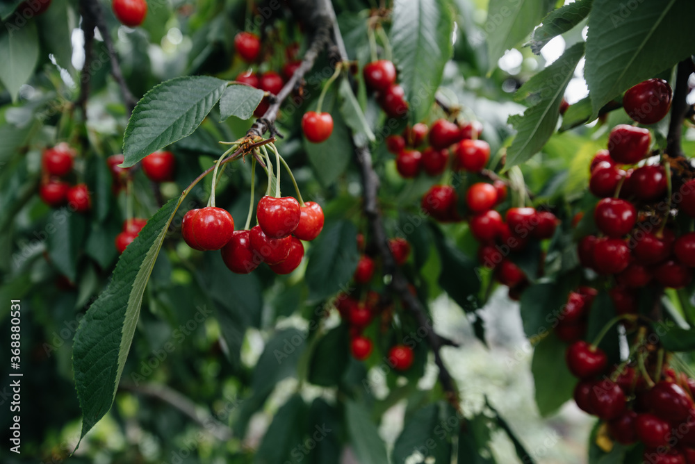 Ripe bunches of red cherries on the branches of a tree