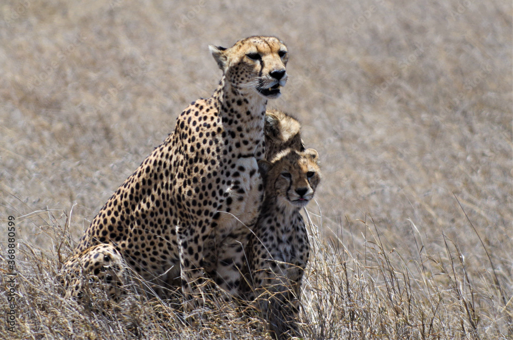 Cheetah mom and cubs in Serengeti Cheetah mom and cubs in Serengeti