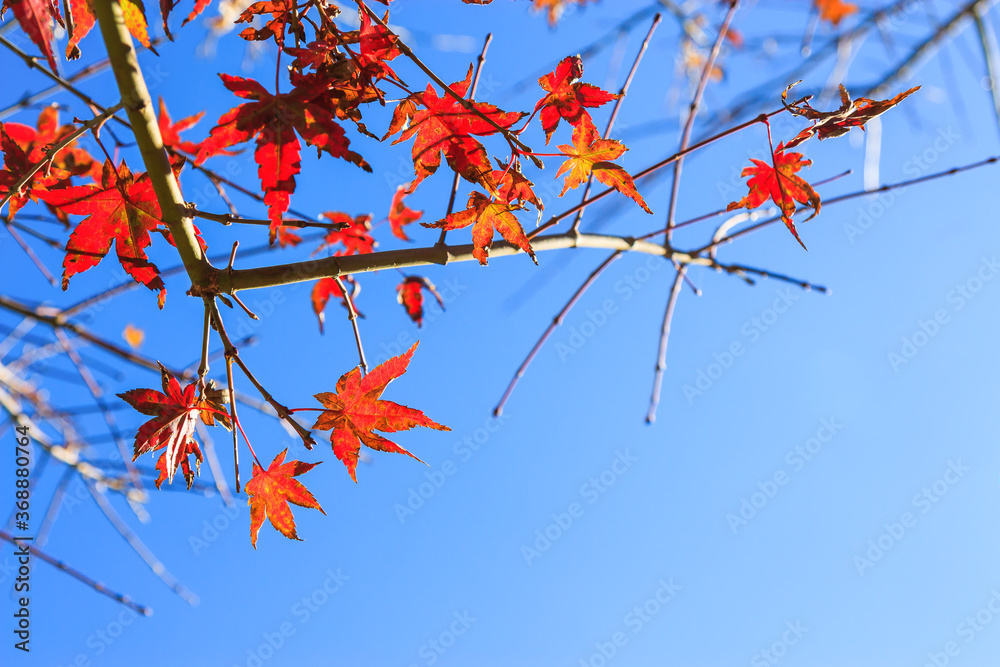 The sunlight hits the red maple leaves in autumn, makes the stripes of the leaves look beautiful, with a backdrop of clear blue skies without clouds suitable for travel on holidays. The sunlight hits the red maple leaves in autumn, makes the stripes of the leaves look beautiful, with a backdrop of clear blue skies without clouds suitable for travel on holidays.